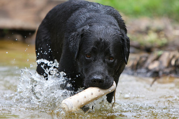 labrador retriever jouant dans l'eau