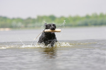 travail à l'eau du retriever du labrador