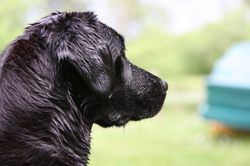 portrait de profil d'un labrador retriever