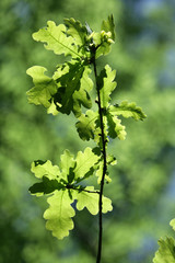 Oak Leaves