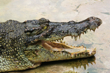 Fototapeta premium Crocodile show