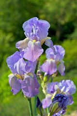 Irises