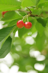 色づいたさくらんぼ