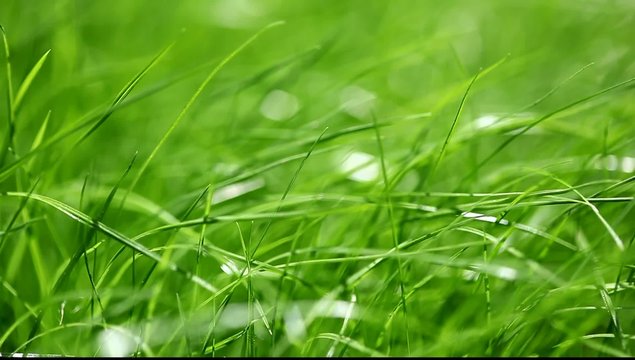 New fresh green garden grass flapping in the wind