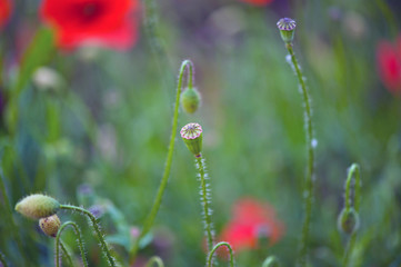Obraz premium Poppy seed head in a field in France