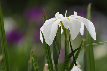 Iris 花菖蒲 (東京・水元公園)
