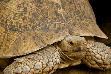 Giant turtle with heavy shell on its back