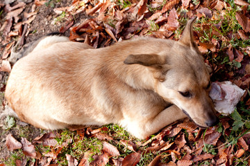 lying dog with bone