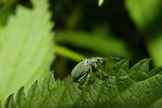 Ruesselkaefer / Weevil (Pachyrhinus lethierryi)