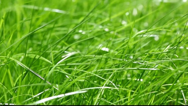 New fresh green garden grass flapping in the wind