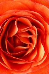 orange rose closeup