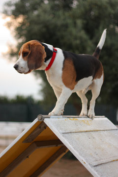 Agility dog