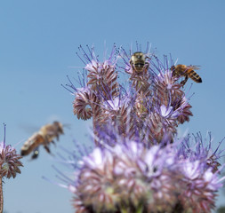 Bienen auf Bienenweide