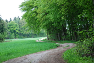 Waldweg