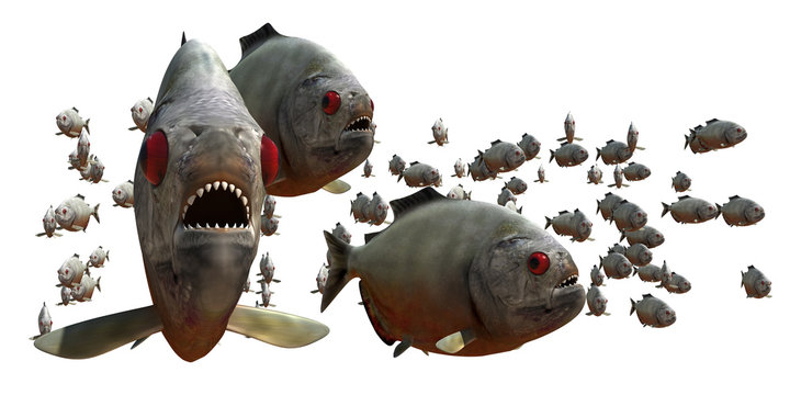 piranha v5