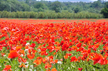 coquelicots 23