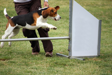 Agility dog
