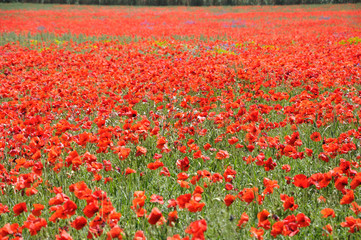 coquelicots 19