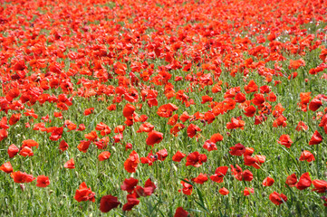 coquelicots 17