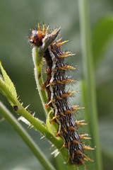 Chenille