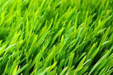 Obraz na płótnie Canvas green lawn