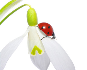 snowdrop