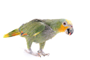 parrot isolated on the white background
