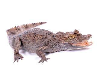 alligator isolated on a white