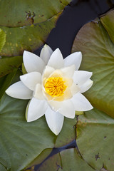 Japanese white lotus water lily