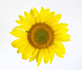 sunflower  on white