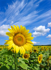 Fototapeta premium sunflowers field