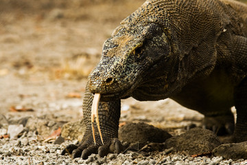 Obraz premium Komodo Dragon Forked Tongue Close