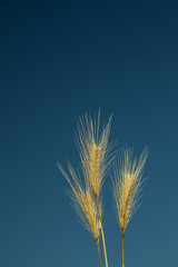 Gold Wheat Grain Ear