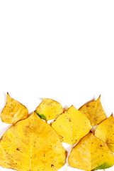 Naklejka premium Yellow leaves
