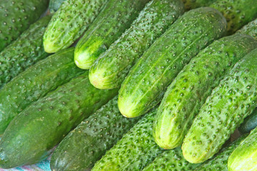 A lot of green cucumbers