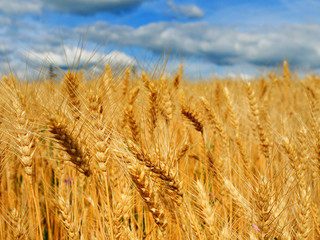 Beautiful wheat field