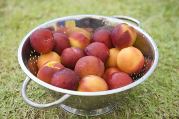 Nectarines in a rinse strainer on grass
