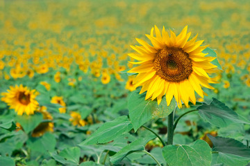 Obraz premium Sommerfeld mit Sonnenblumen