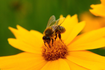Working bee