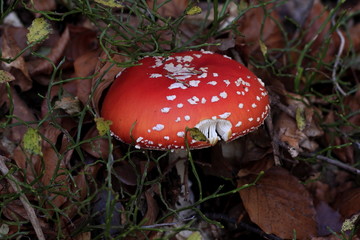 amanita