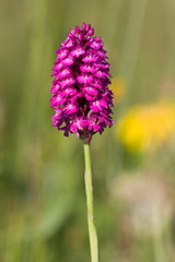 Pyramidenorchidee