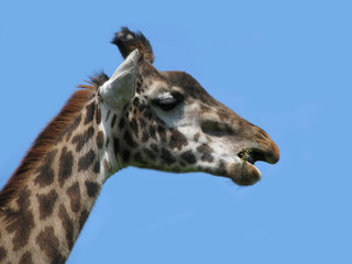 Giraffe on the blue background