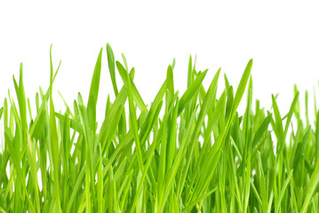 lawn isolated on white