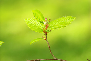 Fototapeta premium green leaves