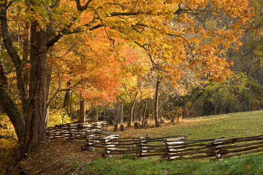 Fototapeta Mountain forest with split rail fence, fall colors