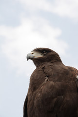 Jagdvogel