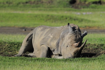 Fototapeta premium Rhinoceros (Rhinocerotidae), lake Nakuru, Kenya