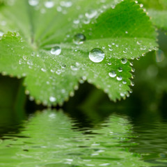 early morning water drops on a leaf with reflection