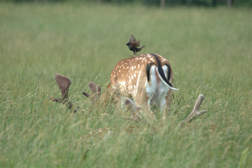Hirsch und Vogel