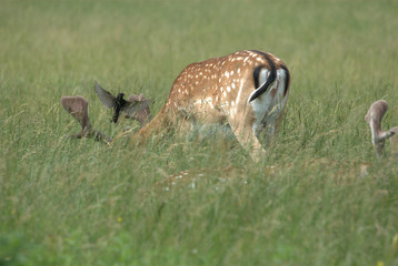 Hirsch und Vogel